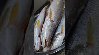 Africa Corvina Fish A very expensive and much loved fish  ViralLuanda [upl. by Suzetta]