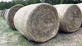 With extreme hay prices do this to preserve your investment in your stored hay bales [upl. by Chatav105]