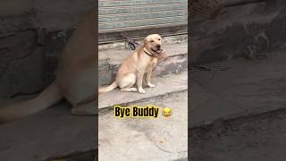 BYE BUDDY🤣  Buddy Reaction shorts dog viralvideo buddyRocket [upl. by Relyat]