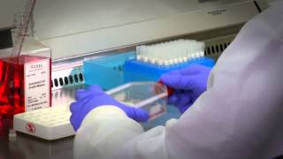 Primary Cell Culture Protocols amp Guidance [upl. by Archy448]