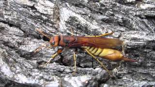 Pigeon Tremex horntail wasp ovipositing [upl. by Eneleahcim]