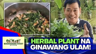 Ginisang pansitpansitan recipe [upl. by Michell809]