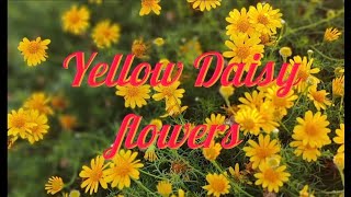 Yellow Daisy flowers yellowflower flowers nature like flower daisyflowers [upl. by Weinert]