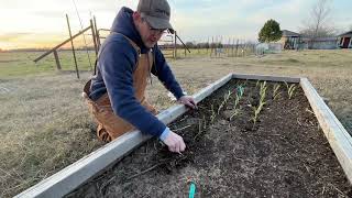 Ready to Start Planting Again Replanting our ONIONS [upl. by Aaberg]