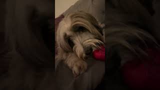 Barney dog scared to lose his toy tibetanterrier funnyanimals doglife [upl. by Westfall]