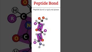 Characters of Peptide Bond protein peptides [upl. by Tdnaltroc]