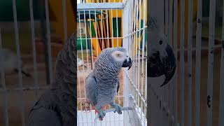 African grey parrot  grey parrots  grey parrot short video [upl. by Aratnahs244]