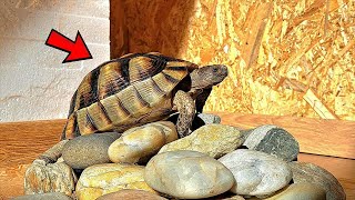 Marginated Tortoise  Best Tortoises for Pets [upl. by Leanard]