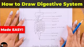 How to Draw Human Digestive System Easily [upl. by Auqinaj]