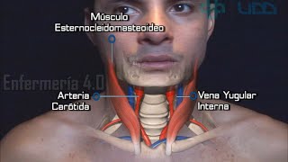 🌟ANATOMÍA DE LA REGIÓN CERVICAL🌟 [upl. by Riggins]