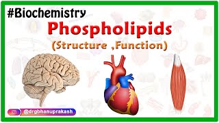 Phospholipids Structure Function  Types  Animation  Medical Biochemistry [upl. by Niabi]