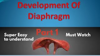 Development of Diaphragm  Easiest Explanation  Embryology [upl. by Anastassia244]