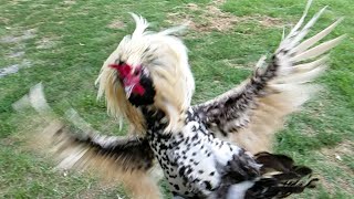 Rooster Attack in Super Slow Motion [upl. by Tteraj]