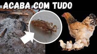 MARAVILHOSO acabe com piolhos de galinhas e outros parasitas na sua criação com esse método natural [upl. by Lainad402]