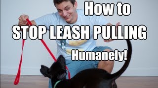 How to Train Your Dog to NOT PULL on the Leash [upl. by Hsekin]