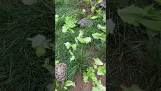 Hermanns tortoise enjoying there morning hermannstortoise swetlandtortoises tortoise turtle 🐢 [upl. by Alilahk]