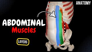 Muscles of the Abdomen Groups Origin Insertion Function [upl. by Aikram]