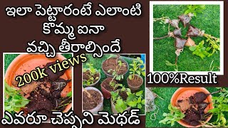 How to grow plants from cuttings  కొమ్మలతో మొక్కలు నాటే సులువైన పద్దతి [upl. by Peppy]