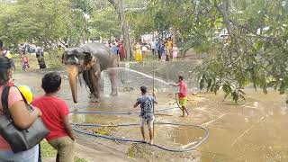 Beautifully adorned elephants and tuskers provide majesty and elegance to the Gangarama procession [upl. by Rramahs]