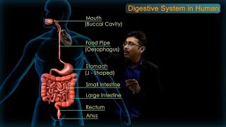 Digestive System in Human  CBSE Class 10 Science Chap  6 Biology  Life Processes  Toppr Study [upl. by Alexio264]