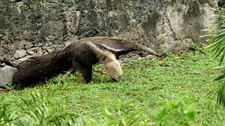 Giant AntEater Walking [upl. by Anderer]