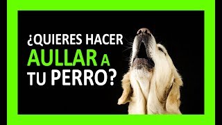 SONIDOS PARA PERROS PARA QUE AULLEN [upl. by Ahl399]