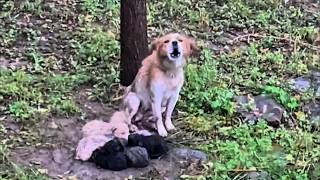 quotPlease pleasequot Mother dog hugs eight frozen puppies and cries for help [upl. by Ennovyahs]