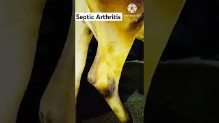 Arthritis after Mastitis Treatment [upl. by Mieka]