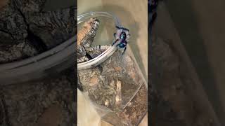 T seladonia Brazilian jewel spider asmr tarantula funny diet hamsterwheel [upl. by Mateya705]