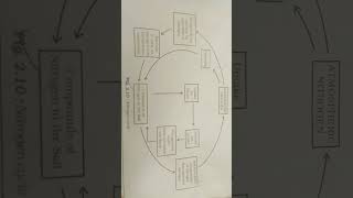 Diagram of the nitrogen cycle [upl. by Llecrup542]