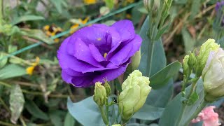 207How to grow and care Lisianthus flowerssummer flowergardening [upl. by Saenihp624]