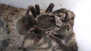 Tarantula feeding video 4 [upl. by Llerroj]