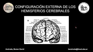 N4  Configuración externa hemisferios cerebrales  Anatomía 2  FMed UBA [upl. by Maer430]