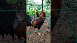 Grotto pet tiange rooster shortvideos viralvideo ynadmotovlog grottopetmarket [upl. by Nerhe]