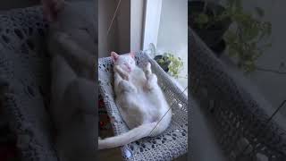 🛏️ Sleepy Cat Shenanigans The Funniest Nap Moments 😂😂 [upl. by Novihc]