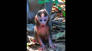 Small baby monkey trying to lean walk babymonky [upl. by Nivac]