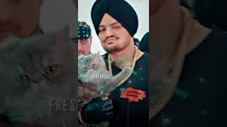 DILEMMA SONG sidhu moose wala trend dilemma stefflondon 295 sidhumoosewala [upl. by Agathy]