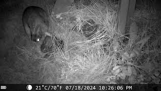 Mama Cottontail Rabbit Feeds Baby Bunnies in Nest Part 2 July 17 [upl. by Atiseret]