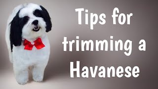 Trim a HAVANESE dog or a HAVACHON An easy maintenance haircut [upl. by Hebrew65]