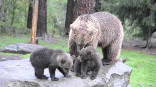 Brown Bear mother and cubs  Finland [upl. by Nod908]