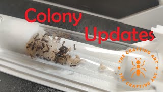 Ant Colony and Setup Update Part 1 [upl. by Iaht]