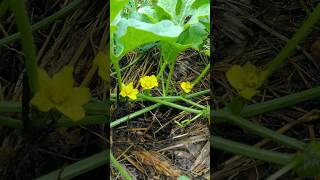 Watermelon agriculture japan farming short satisfying watermelon [upl. by Belinda]