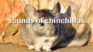 sounds of chinchillas [upl. by Rihana]