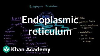 Endoplasmic reticulum and golgi apparatus  Cells  MCAT  Khan Academy [upl. by Eelahc]