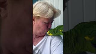 🦜ESTELITA MUÑOZ y su Lora GILDAshorts viralvideo loros youtubeshorts [upl. by Eilujna558]