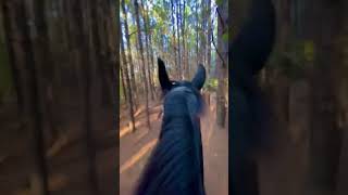 Gallop through the pines [upl. by Herzberg]