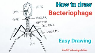 How to Draw Bacteriophage Diagram  Bacteriophage Virus Drawing [upl. by Agnola]