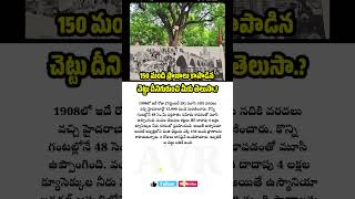 150 మంది ప్రాణాలు కాపాడిన చెట్టు avrupdates [upl. by Ecinej]