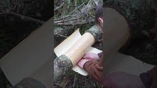 Bushcraft Skill Using Pine Bark bushcraft survival [upl. by Hickie]