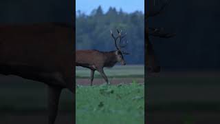 AMAZING AUTUMN Capturing Red Deer with Nikon Z8 [upl. by Paine]